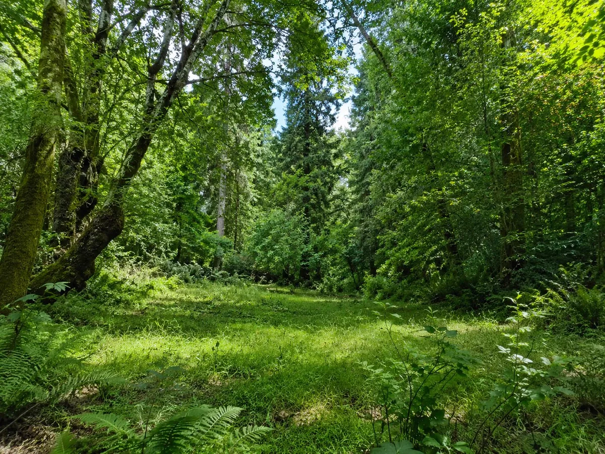 High-detail forest clearing photograph