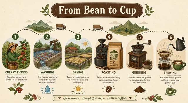 From Bean to Cup