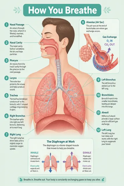 How You Breathe